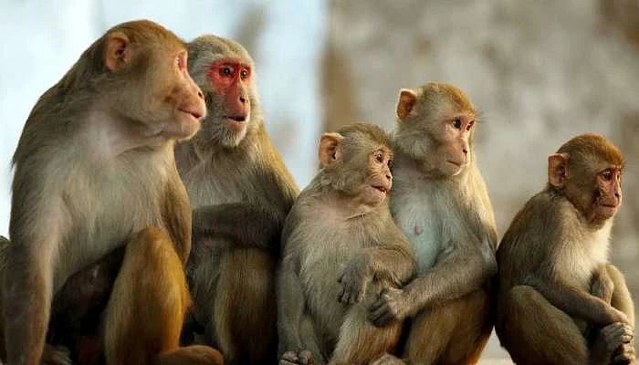 விடாமல் துரத்திய குரங்குகள்.. பதற்றத்தில் விவசாயி செய்த காரியத்தால் நேர்ந்த சோகம்.. உ.பி-யில் அதிர்வலை !