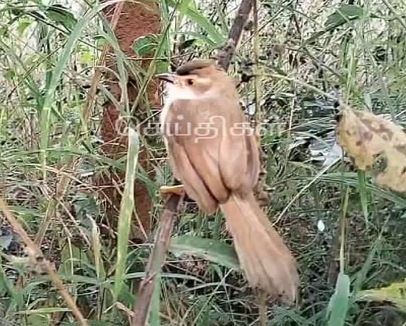 சாலையில் அடிபட்டு துடிதுடித்த சிட்டுக்குருவி.. முதலுதவி செய்து உயிரைக் காப்பாற்றிய இளம்பெண் ! (Video)