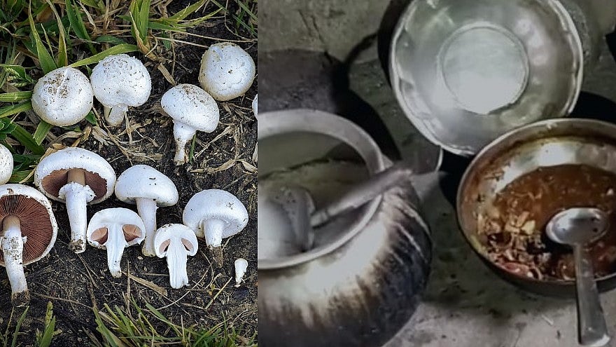 காளான் சமைத்துச் சாப்பிட்ட தந்தை,மகன் உயிரிழப்பு.. அதிர்ச்சியடைந்த உறவினர்கள்: கர்நாடகாவில் சோகம்!