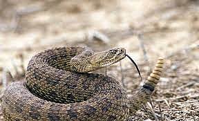 பாம்புதோஷம் கழிக்க ஜோதிடர் கூறிய யோசனை.. பாம்புமுன் நாக்கை நீட்டியவருக்கு இறுதியில் நேர்ந்த சோகம் ! 