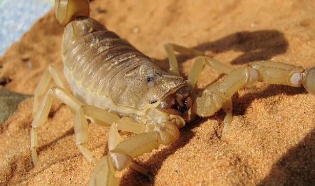 தேள் கொட்டியதால் 7 முறை மாரடைப்பு.. ஷூ போடும் போது 7 வயது சிறுவனுக்கு நேர்ந்த பரிதாபம்!