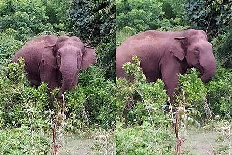 “வித்தியாசமான குணாதிசயங்கள்.. வீடுகளை இடித்து அரிசி சாப்பிட்டும் காட்டுயானை” : யார் இந்த அரிசி ராஜா ?