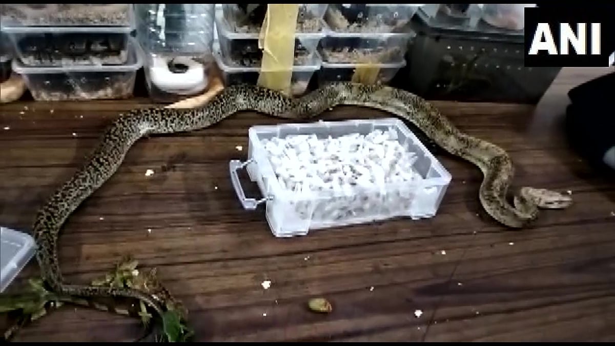 28 வெளிநாட்டு விஷ பாம்புகளை இரயிலில் கடத்திய பெண்.. பிடிபட்டது எப்படி ? - ஜார்கண்டில் பரபரப்பு !