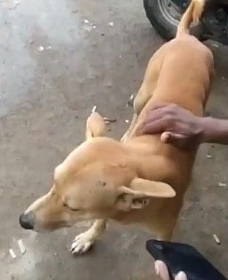 எந்த வேலையும் செய்யாமல் தனுஷ் பாட்டை மட்டுமே கேட்கும் நாய் : உரிமையாளரின் வேடிக்கையான வேதனை !