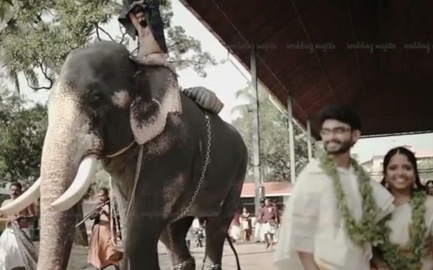 பாகனை தூக்கி வீசிய கேரள யானை.. வேட்டியால் உயிர்பிழைத்த அதிசயம்.. Photoshoot-ன் போது பரபரப்பு ! | Video