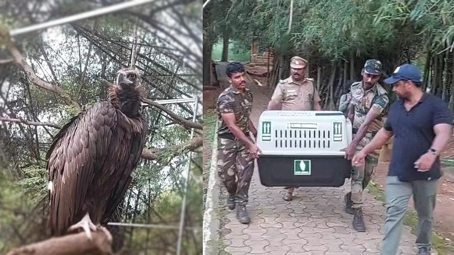 திசைமாறிய சோகம்.. 5 வருடத்திற்கு பிறகு தாய் வீடு திரும்பும் ‘சினேரியஸ் கழுகு’ : தமிழக வனத்துறை அசத்தல்!