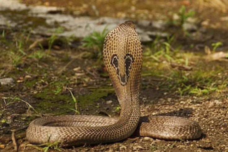 ரயில் பெட்டியில் 28 நாகபாம்புகள்.. சாமர்த்தியமாக செயல்பட்ட பயணிகள்.. ஜார்க்கண்ட்டில் அதிர்ச்சி !