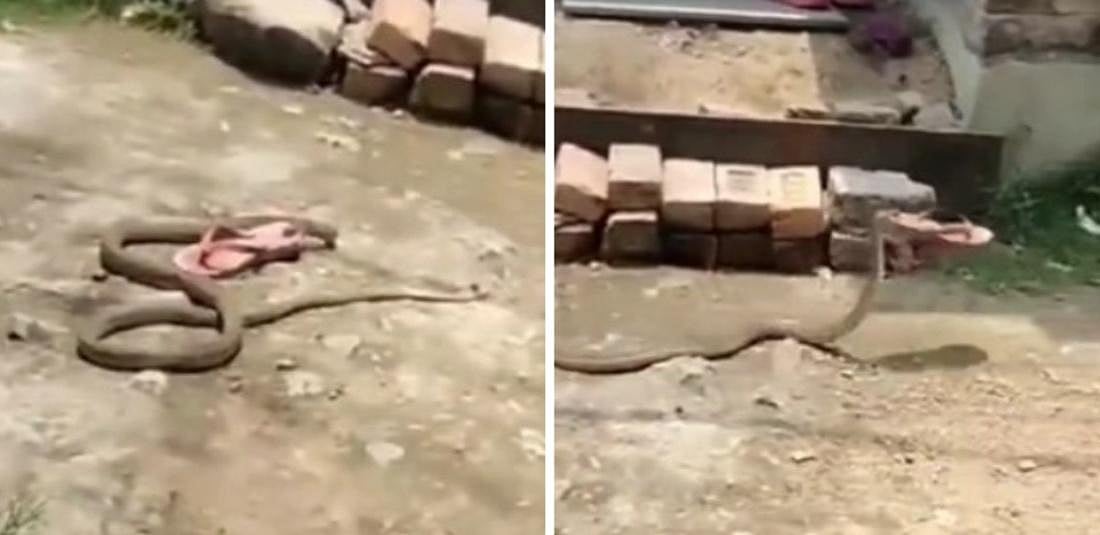 பெண்ணின் செருப்பை கவ்வி கொண்டு போன பாம்பு.. இணையத்தில் வைரலாகும் வீடியோ - வனத்துறை அதிகாரி கிண்டல் !