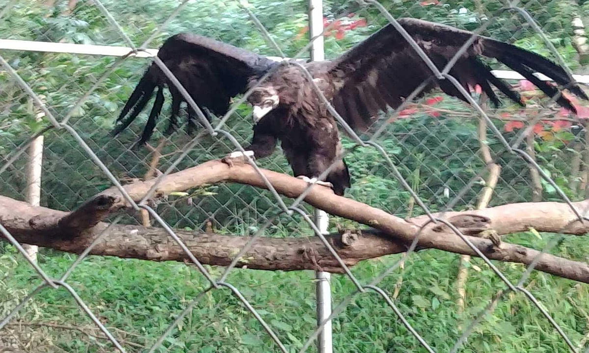 திசைமாறிய சோகம்.. 5 வருடத்திற்கு பிறகு தாய் வீடு திரும்பும் ‘சினேரியஸ் கழுகு’ : தமிழக வனத்துறை அசத்தல்!