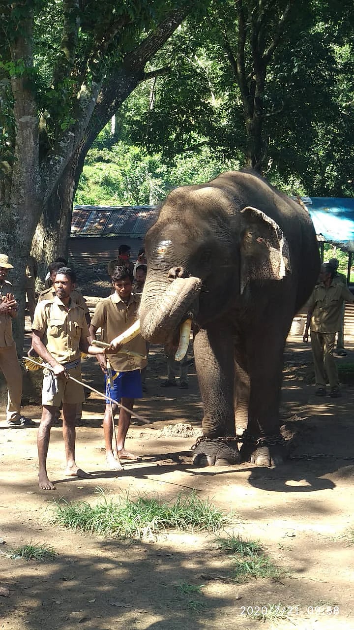 “வித்தியாசமான குணாதிசயங்கள்.. வீடுகளை இடித்து அரிசி சாப்பிட்டும் காட்டுயானை” : யார் இந்த அரிசி ராஜா ?