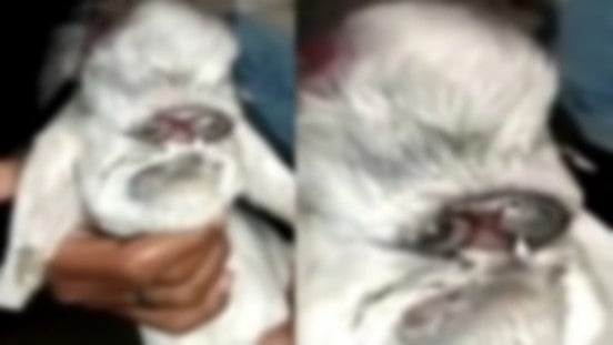 மனித முகத்துடன் பிறந்த ஆட்டுக்குட்டி.. கால்நடை மருத்துவர்கள் கூறும் காரணம் என்ன?