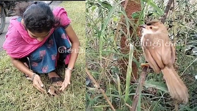 சாலையில் அடிபட்டு துடிதுடித்த  சிட்டுக்குருவி.. முதலுதவி செய்து உயிரைக் காப்பாற்றிய இளம்பெண் ! (Video)