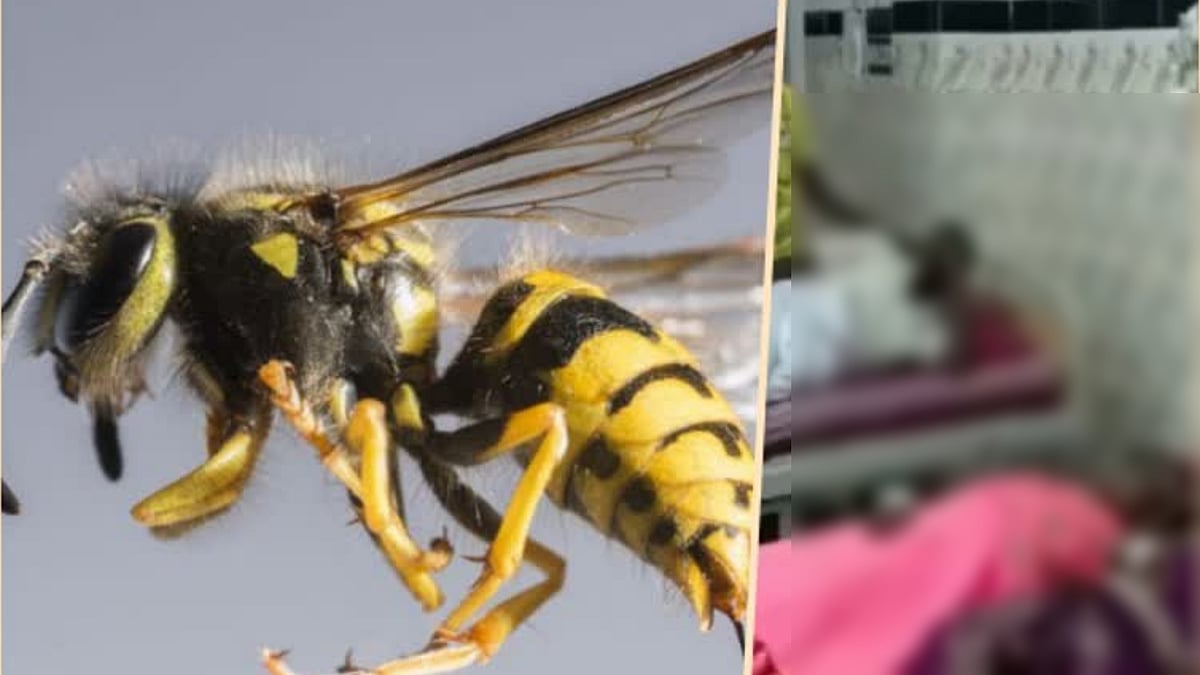 விஷ வண்டு தாக்குதல்.. ஆபத்தான நிலையில் 6 பேர் அரசு மருத்துவமனையில் அனுமதி.. அதிர்ச்சியில் கிராமம் !