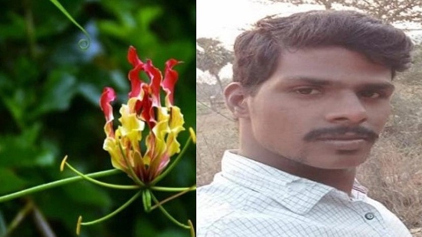 சமூகவலைதள  தகவலால் வந்த வினை.. செங்காந்தள் பூ செடியின் கிழங்கை சாப்பிட்ட இளைஞருக்கு நேர்ந்த சோகம்!
