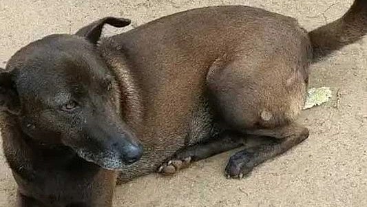 காட்டில் மயங்கி விழுந்து உயிருக்குப் போராடிய நபர்.. குரைத்து உரிமையாளரை காப்பாற்றிய வளர்ப்பு நாய்! 