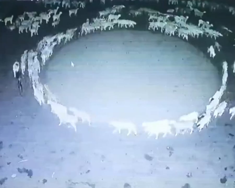 10 நாட்கள் ஒரே இடத்தில் வட்டமடித்த ஆடுகள்.. வெளியான அதிர்ச்சி CCTV வீடியோ.. ஆய்வாளர்கள் வியப்பு !