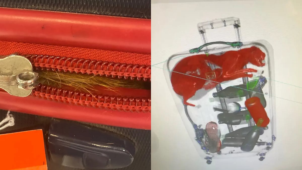 விமான நிலையத்துக்கு வந்த சூட்கேஸ்.. ஸ்கேன் செய்துபார்த்து அதிர்ந்த அதிகாரிகள்.. நடந்தது என்ன ? 