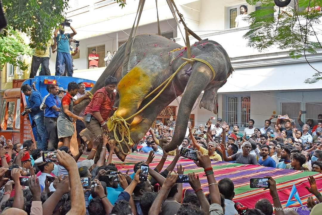 “நடைபயிற்சிக்கு செல்லும் போது சுருண்டு விழுந்து உயிரிழந்த கோவில் யானை”: கண்ணீர் மல்க மக்கள் அஞ்சலி! Video