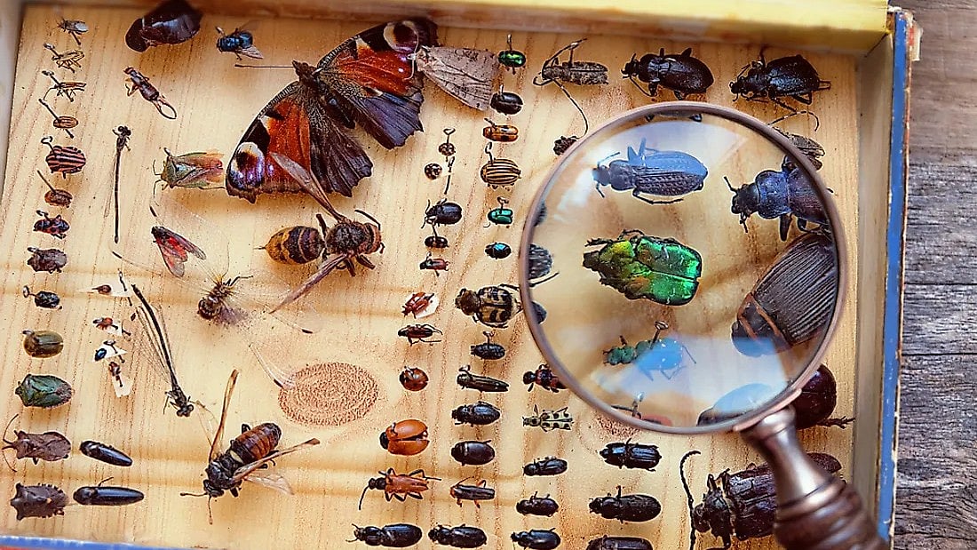 “50 - 100 ஆண்டுகளில் பட்டாம்பூச்சி இனமே இருக்காது.. 65% பூச்சி இனங்கள் அழிந்து போகும்” : பகீர் தகவல்! 