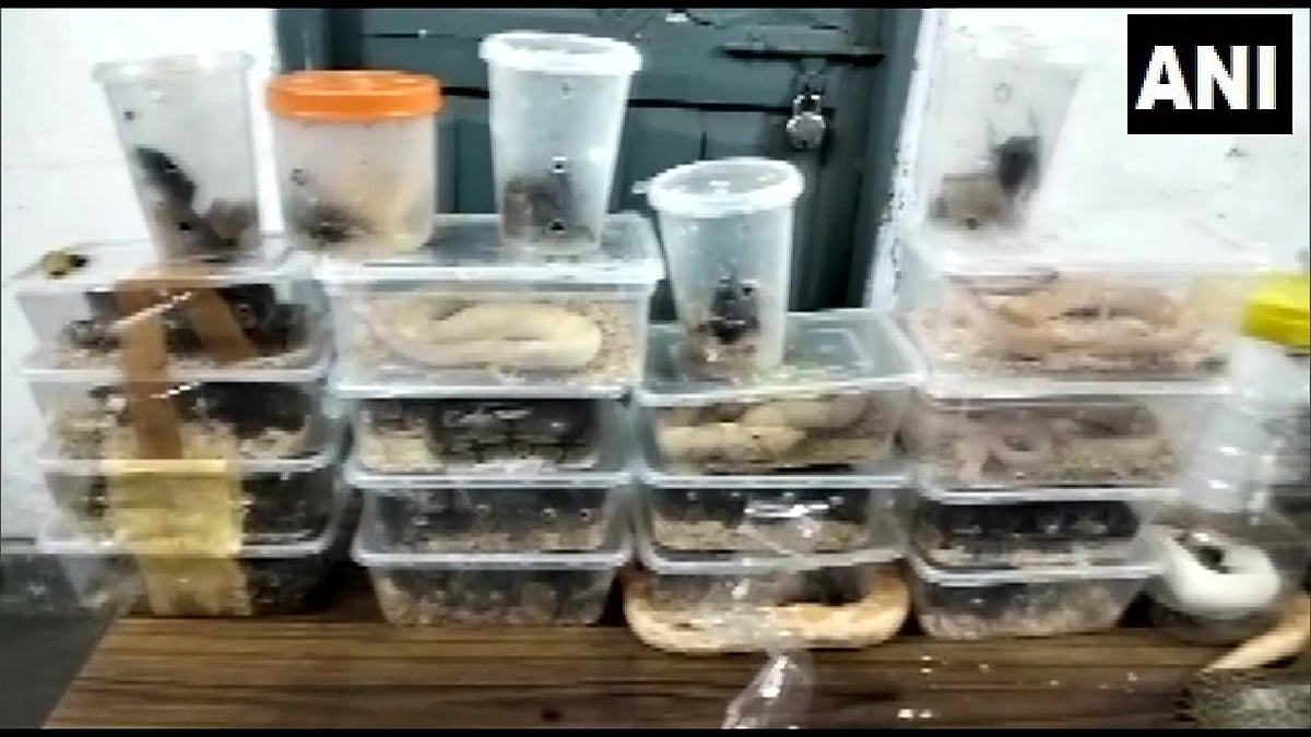 28 வெளிநாட்டு விஷ பாம்புகளை இரயிலில் கடத்திய பெண்.. பிடிபட்டது எப்படி ? - ஜார்கண்டில் பரபரப்பு !