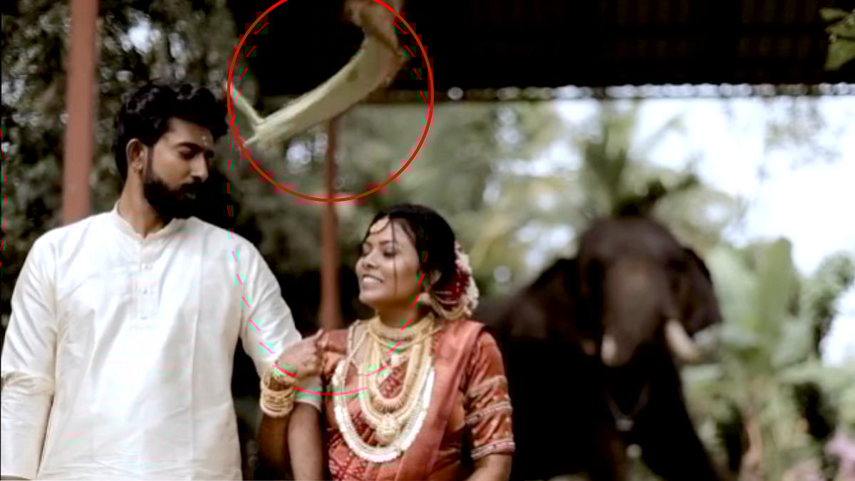 “எங்க வந்து போட்டோ எடுக்குற.. அங்குட்டு போங்கடா..” - திருமண ஜோடி மீது மட்டையை தூக்கிய வீசிய யானை : Video