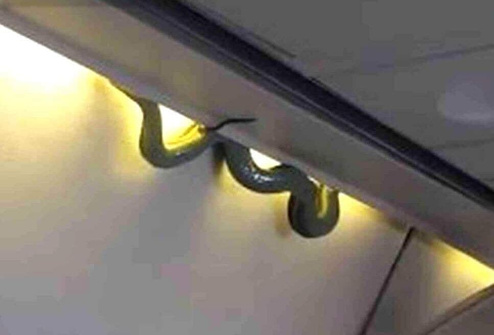 AIR INDIA விமானத்தில் சுற்றித்திரிந்த பாம்பு.. அதிர்ச்சியடைந்த பயணிகள்.. விசாரணைக்கு உத்தரவு !