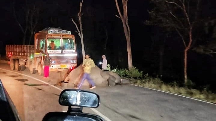 சாலையை கடந்த போது லாரி மோதி உயிரிழந்த யானை.. வனத்துறை விசாரணை: தொடரும் சோகம்!