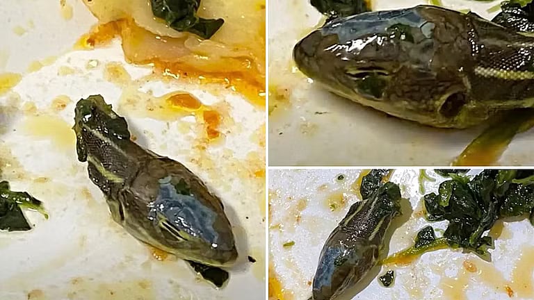 AIR INDIA விமானத்தில் சுற்றித்திரிந்த பாம்பு.. அதிர்ச்சியடைந்த பயணிகள்.. விசாரணைக்கு உத்தரவு !