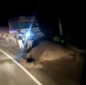 சாலையை கடந்த போது லாரி மோதி உயிரிழந்த யானை.. வனத்துறை விசாரணை: தொடரும் சோகம்!