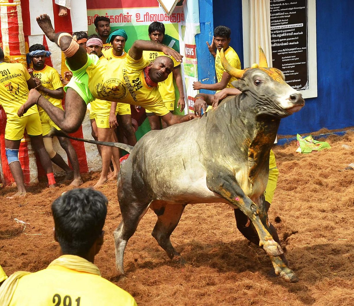 “ஜல்லிக்கட்டு தமிழர்களின் மரபுவழி விளையாட்டு.. அது கலாச்சாரத்தோடு கலந்தது” : PETA-க்கு முரசொலி பதிலடி!