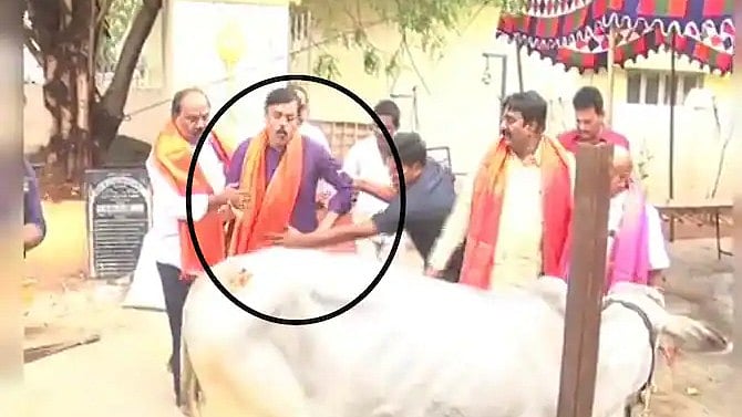 ஆசி வாங்கவந்த பாஜக எம்.பியை எட்டி உதைத்த பசு.. மனம் தளராமல் இரண்டாம் முறையும் வந்து உதை வாங்கிய சோகம் ! 