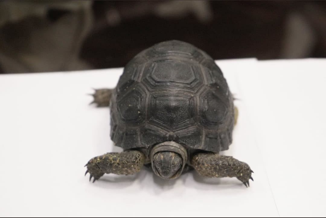 “கொடிய விஷம் கொண்ட பாம்புகள்.. குரங்கு என 66 உயிரினங்கள் கடத்தல்” : சென்னை விமான நிலையத்தை அலறவிட்ட பயணி!