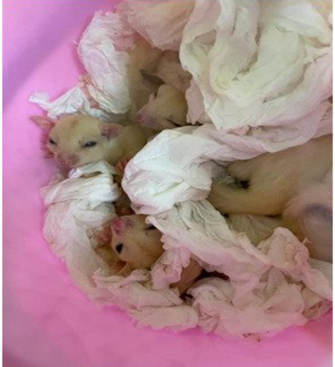 “கொடிய விஷம் கொண்ட பாம்புகள்.. குரங்கு என 66 உயிரினங்கள் கடத்தல்” : சென்னை விமான நிலையத்தை அலறவிட்ட பயணி!