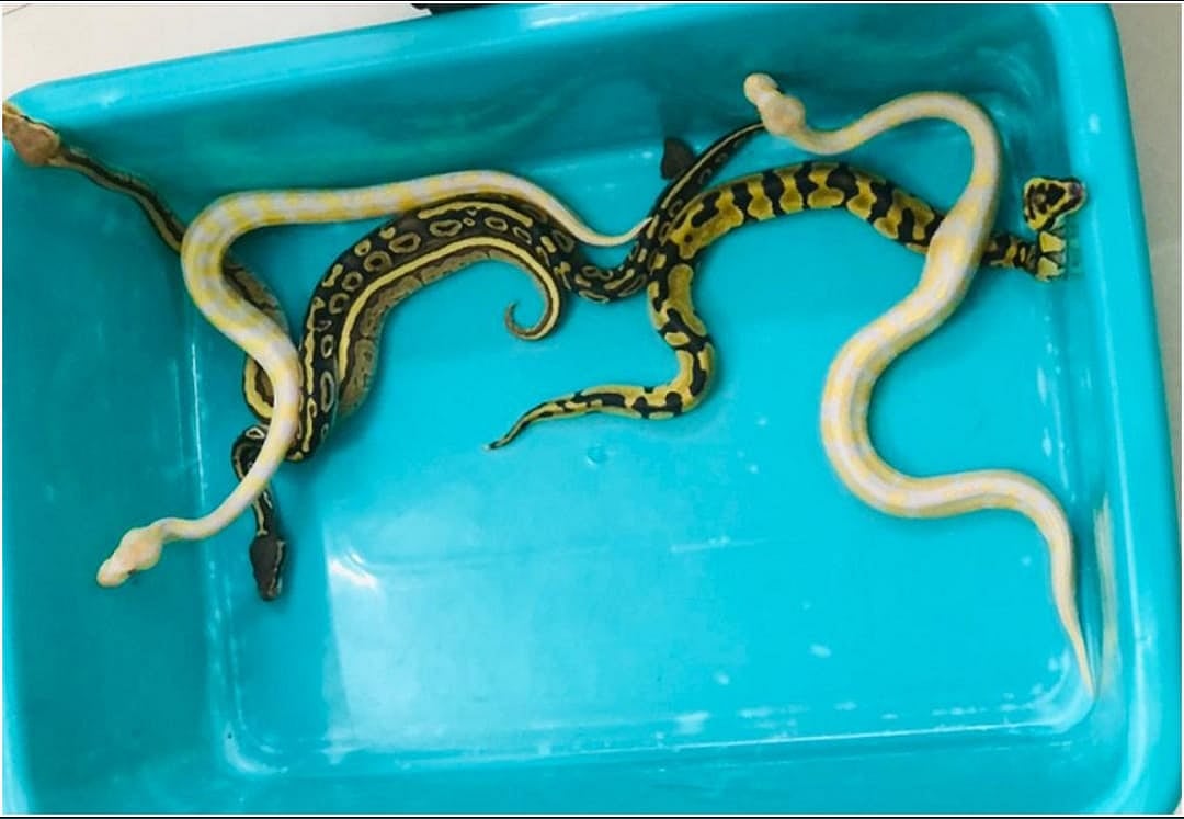 “கொடிய விஷம் கொண்ட பாம்புகள்.. குரங்கு என 66 உயிரினங்கள் கடத்தல்” : சென்னை விமான நிலையத்தை அலறவிட்ட பயணி!