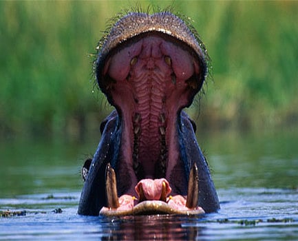 சிறுவனை உயிரோடு விழுங்கிய நீர்யானை.. துரிதமாக செயல்பட்ட நபரால் நடந்த அதிசயம் ! 