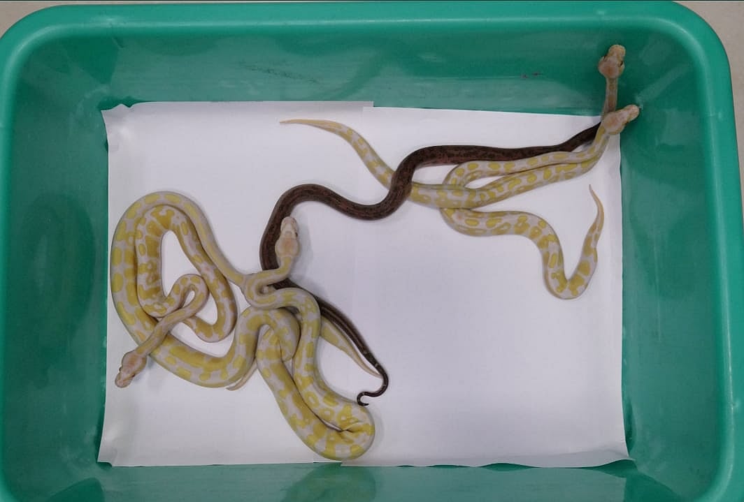 “கொடிய விஷம் கொண்ட பாம்புகள்.. குரங்கு என 66 உயிரினங்கள் கடத்தல்” : சென்னை விமான நிலையத்தை அலறவிட்ட பயணி!