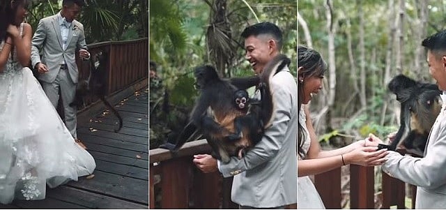 Wedding Photoshoot: தம்பதிகளுக்கிடையே குட்டியுடன் வந்த குரங்கு.. என்ன செய்தது தெரியுமா? நெகிழ்ச்சி video!
