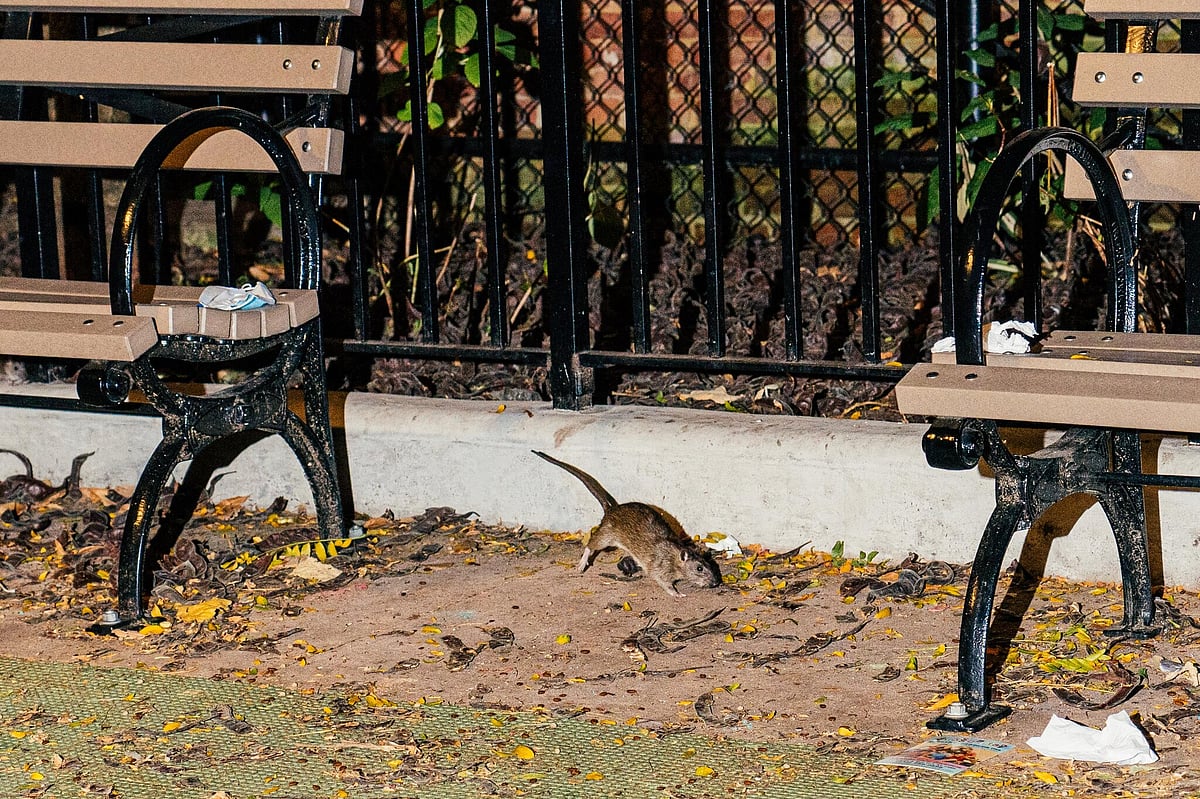 நகரத்தை சூழ்ந்த எலிகள்.. “எலி பிடிக்க ஆட்கள் தேவை..” : சம்பளம் 1 கோடி.. எங்கு தெரியுமா ?