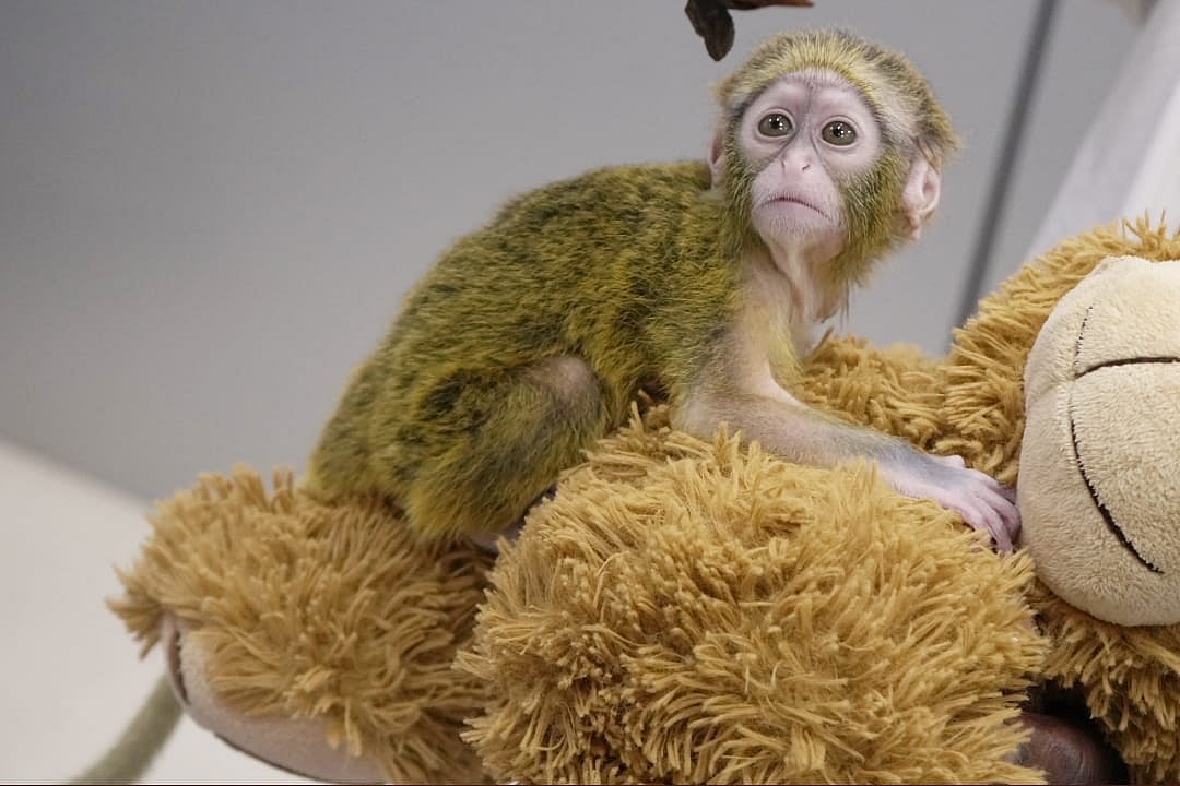 “கொடிய விஷம் கொண்ட பாம்புகள்.. குரங்கு என 66 உயிரினங்கள் கடத்தல்” : சென்னை விமான நிலையத்தை அலறவிட்ட பயணி!