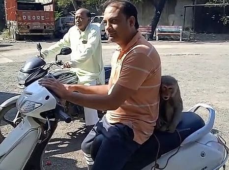 ’என்னால முடியல சார்’.. தொல்லை கொடுத்த குரங்கை பிடித்த கையோடு Police Station-ல் புகார் கொடுக்க வந்த நபர்!