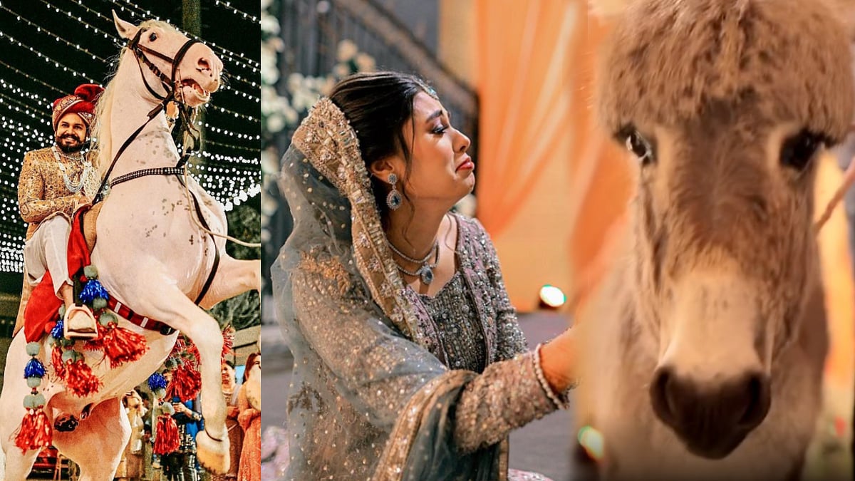 மணமகளுக்கு கழுதையை பரிசளித்த குதிரையில் வந்த மாப்பிள்ளை.. Youtuber செய்த காரியத்தின் பின்னணி என்ன ?