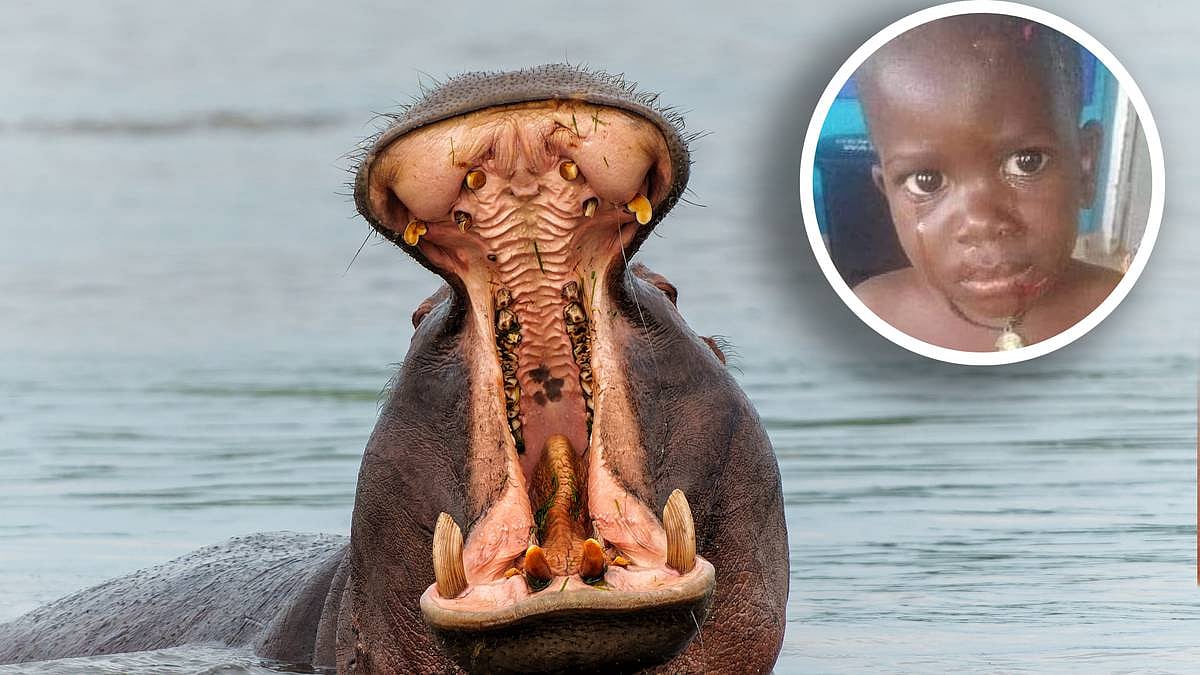 சிறுவனை உயிரோடு விழுங்கிய நீர்யானை.. துரிதமாக செயல்பட்ட நபரால் நடந்த அதிசயம் ! 