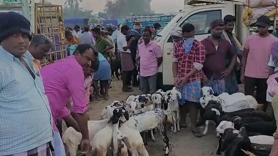 கலைகட்ட தொடங்கிய பொங்கல் விழா.. 3 மணி நேரத்தில் ரூ.5 கோடிக்கு விற்பனையான ஆடுகள்!