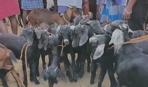 கலைகட்ட தொடங்கிய பொங்கல் விழா.. 3 மணி நேரத்தில் ரூ.5 கோடிக்கு விற்பனையான ஆடுகள்!