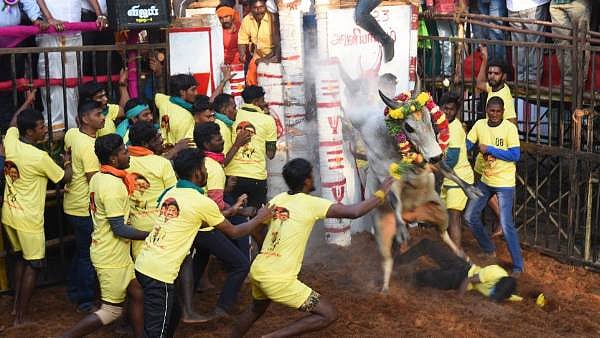 அவனியாபுரம் ஜல்லிக்கட்டு : “மது அருந்திவிட்டு ஜல்லிக்கட்டில் பங்கேற்க கூடாது” : காவல்துறை கட்டுப்பாடு !