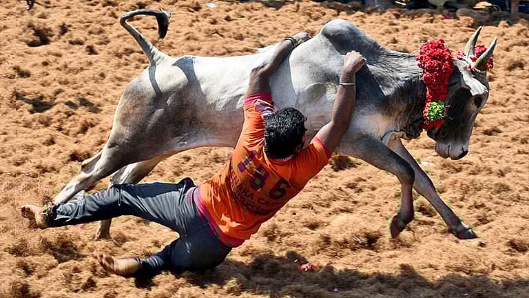 737 காளைகள்.. 250 மாடுபிடி வீரர்கள்.. களைகட்டிய அவனியாபுரம் ஜல்லிக்கட்டு.. வென்றவர்கள் விவரம் !
