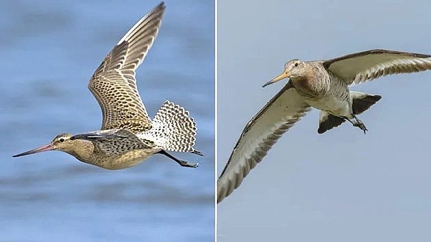 11 நாட்கள்.. 13,575 கி.மீ பயணம்: எங்கும் நிற்காமல் பறந்து சென்று சின்னஸ் சாதனை படைத்த பறவை!