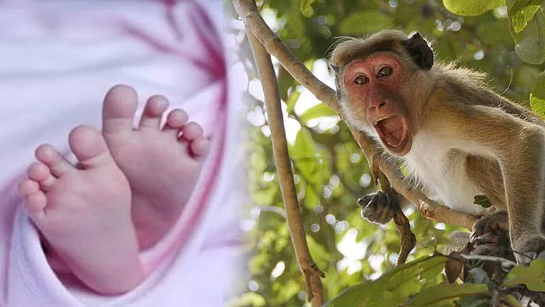 தூங்கி கொண்டிருந்த 2 மாத குழந்தையை தூக்கியெறிந்த குரங்கு கூட்டம்.. உ.பியில் தொடரும் அவலம் !