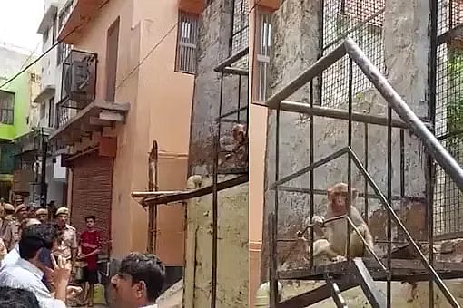 தூங்கி கொண்டிருந்த 2 மாத குழந்தையை தூக்கியெறிந்த குரங்கு கூட்டம்.. உ.பியில் தொடரும் அவலம் !