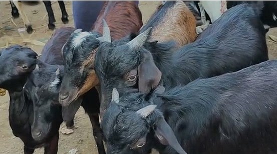 கலைகட்ட தொடங்கிய பொங்கல் விழா.. 3 மணி நேரத்தில் ரூ.5 கோடிக்கு விற்பனையான ஆடுகள்!